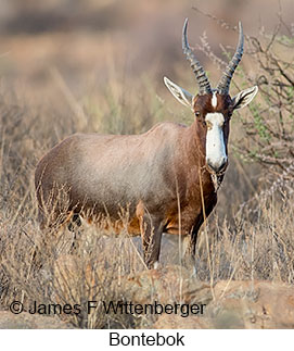 Bontebok - © James F Wittenberger and Exotic Birding LLC
