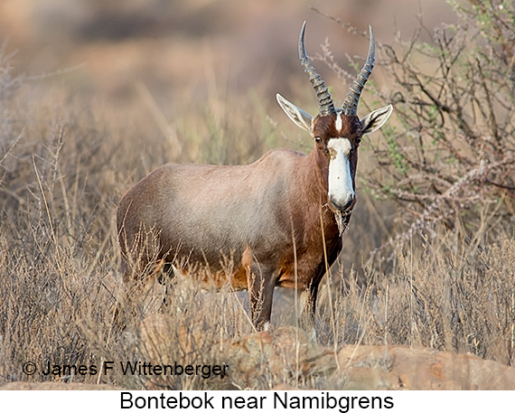 Bontebok - © James F Wittenberger and Exotic Birding LLC