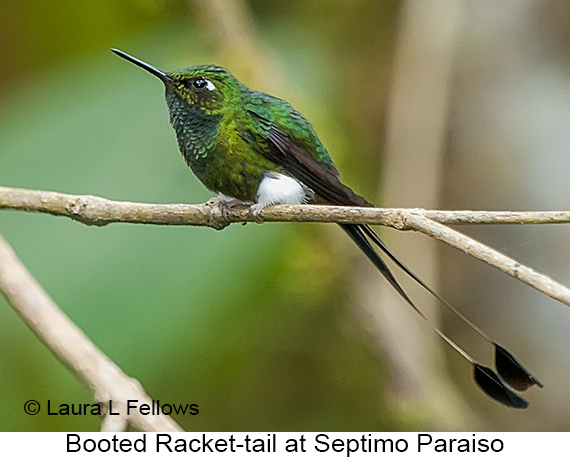 Booted Racket-tail - © James F Wittenberger and Exotic Birding LLC