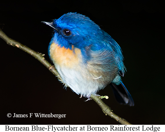 Bornean Blue Flycatcher - © James F Wittenberger and Exotic Birding LLC