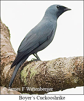 Boyer's Cuckooshrike - © James F Wittenberger and Exotic Birding LLC