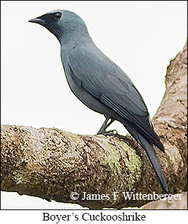 Boyer's Cuckooshrike - © James F Wittenberger and Exotic Birding LLC