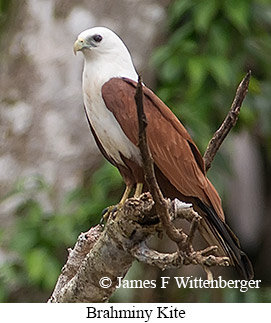 Brahminy Kite - © James F Wittenberger and Exotic Birding LLC