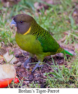 Brehm's Tiger-Parrot - © James F Wittenberger and Exotic Birding LLC