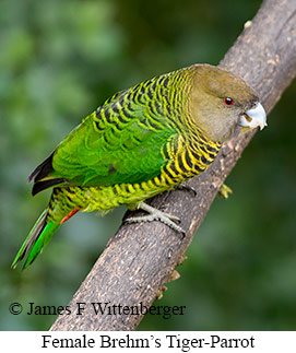 Brehm's Tiger-Parrot - © James F Wittenberger and Exotic Birding LLC