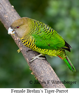 Brehm's Tiger-Parrot - © James F Wittenberger and Exotic Birding LLC