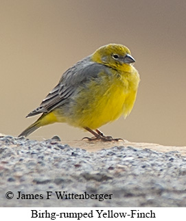 Bright-rumped Yellow-Finch - © James F Wittenberger and Exotic Birding LLC
