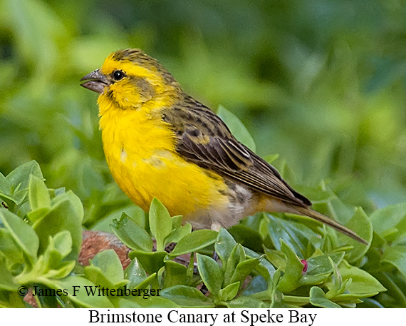 Brimstone Canary - © James F Wittenberger and Exotic Birding LLC