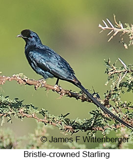 Bristle-crowned Starling - © James F Wittenberger and Exotic Birding LLC