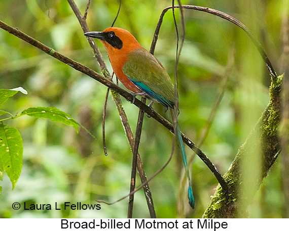 Broad-billed Motmot - © Laura L Fellows and Exotic Birding LLC