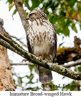 Broad-winged Hawk - © Laura L Fellows and Exotic Birding LLC