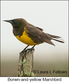 Brown-and-yellow Marshbird - © Laura L Fellows and Exotic Birding LLC