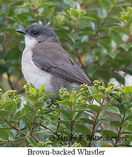 Brown-backed Whistler - © James F Wittenberger and Exotic Birding LLC