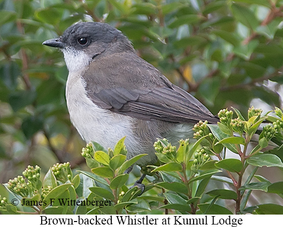 Brown-backed Whistler - © James F Wittenberger and Exotic Birding LLC