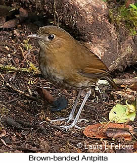 Brown-banded Antpitta - © Laura L Fellows and Exotic Birding LLC