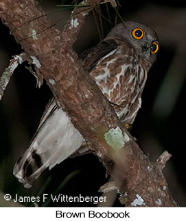 Brown Boobook - © James F Wittenberger and Exotic Birding LLC