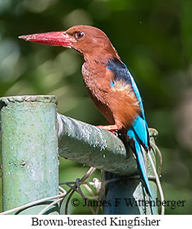 Brown-breasted Kingfisher - © James F Wittenberger and Exotic Birding LLC