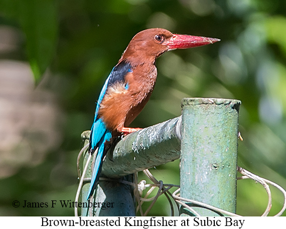 Brown-breasted Kingfisher - © James F Wittenberger and Exotic Birding LLC