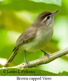 Brown-capped Vireo - © Laura L Fellows and Exotic Birding LLC