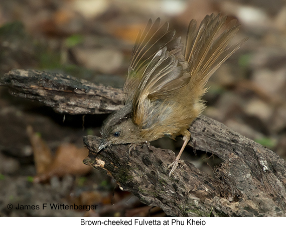 Brown-cheeked Fulvetta - © James F Wittenberger and Exotic Birding LLC