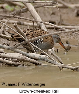 Brown-cheeked Rail - © James F Wittenberger and Exotic Birding LLC