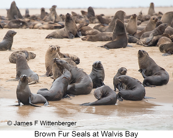 Brown Fur Seal - © James F Wittenberger and Exotic Birding LLC