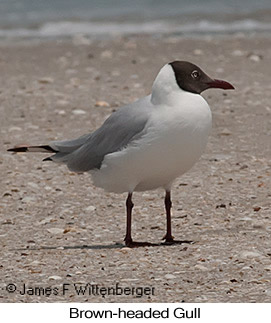 Brown-headed Gull - © James F Wittenberger and Exotic Birding LLC