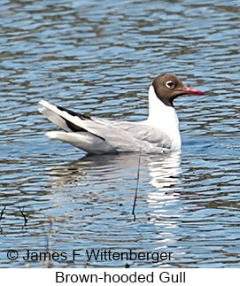 Brown-hooded Gull - © James F Wittenberger and Exotic Birding LLC