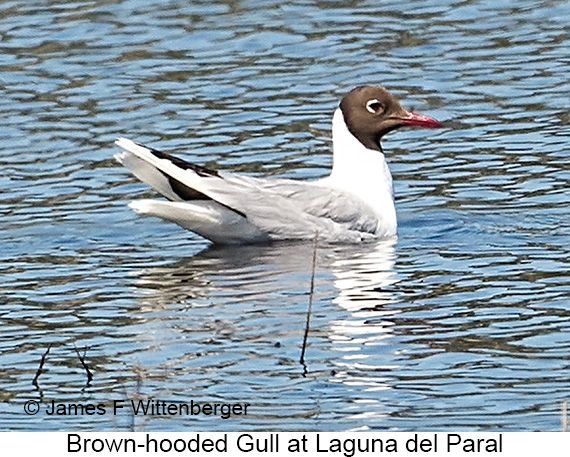 Brown-hooded Gull - © James F Wittenberger and Exotic Birding LLC