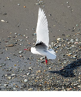 Brown-hooded Gull - © James F Wittenberger and Exotic Birding LLC