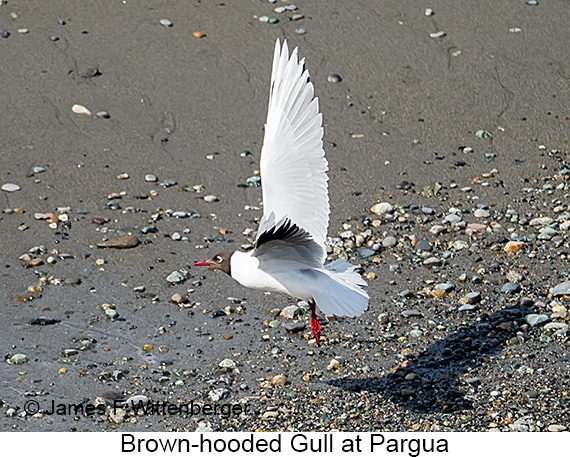 Brown-hooded Gull - © James F Wittenberger and Exotic Birding LLC