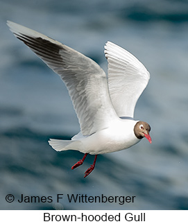 Brown-hooded Gull - © James F Wittenberger and Exotic Birding LLC