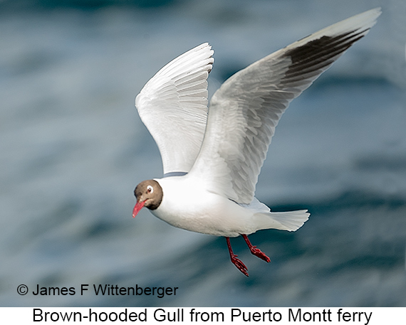 Brown-hooded Gull - © James F Wittenberger and Exotic Birding LLC