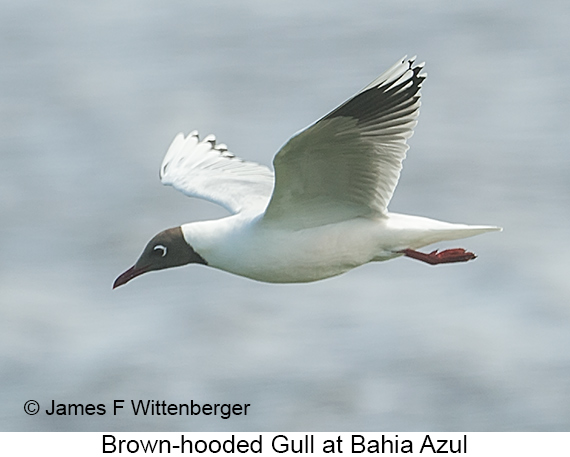 Brown-hooded Gull - © James F Wittenberger and Exotic Birding LLC