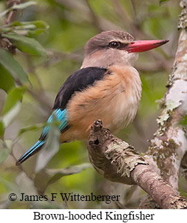 Brown-hooded Kingfisher - © James F Wittenberger and Exotic Birding LLC
