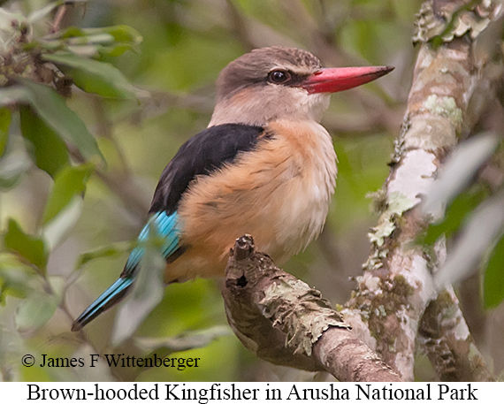 Brown-hooded Kingfisher - © James F Wittenberger and Exotic Birding LLC