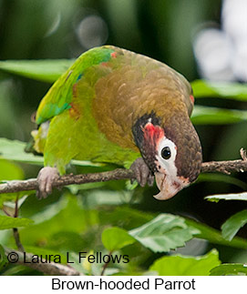 Brown-hooded Parrot - © Laura L Fellows and Exotic Birding LLC