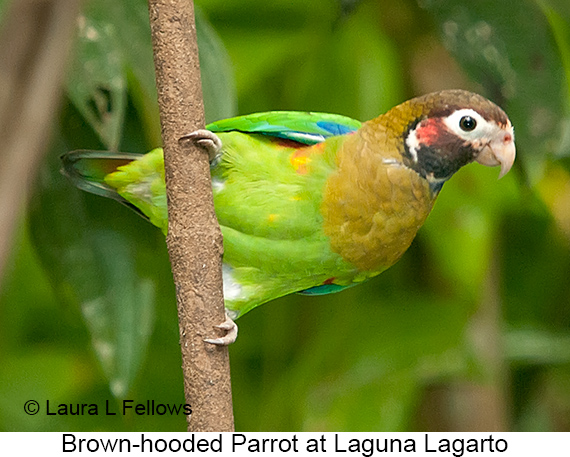 Brown-hooded Parrot - © James F Wittenberger and Exotic Birding LLC