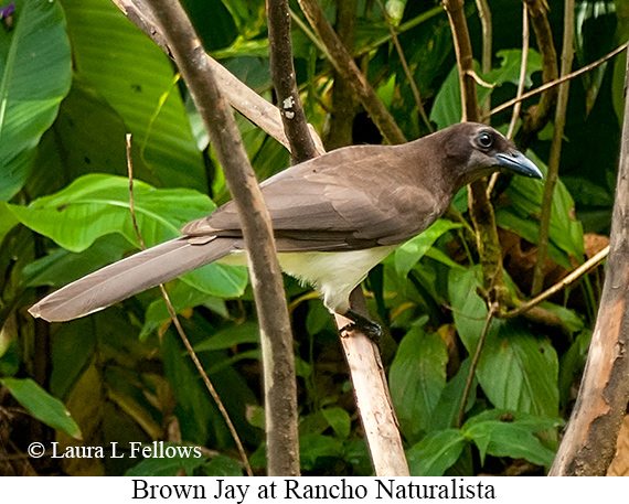 Brown Jay - © James F Wittenberger and Exotic Birding LLC