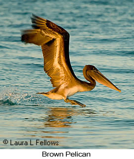 Brown Pelican - © Laura L Fellows and Exotic Birding LLC