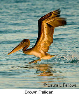 Brown Pelican - © Laura L Fellows and Exotic Birding LLC