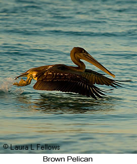 Brown Pelican - © Laura L Fellows and Exotic Birding LLC