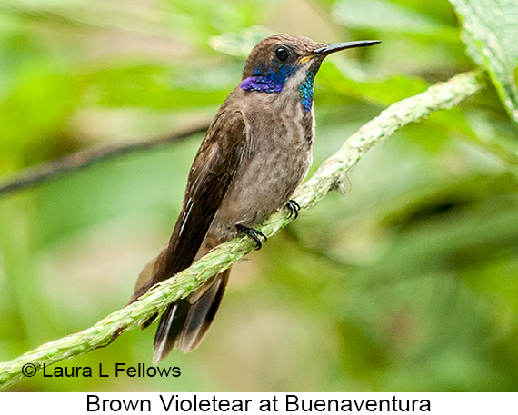 Brown Violetear - © Laura L Fellows and Exotic Birding LLC