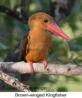 Brown-winged Kingfisher - © James F Wittenberger and Exotic Birding LLC