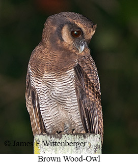 Brown Wood-Owl - © James F Wittenberger and Exotic Birding LLC