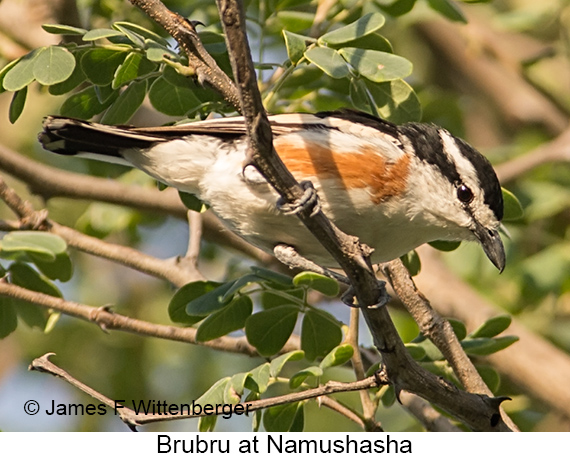 Brubru - © James F Wittenberger and Exotic Birding LLC