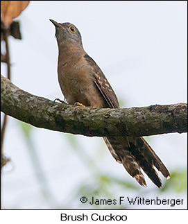 Brush Cuckoo - © James F Wittenberger and Exotic Birding LLC