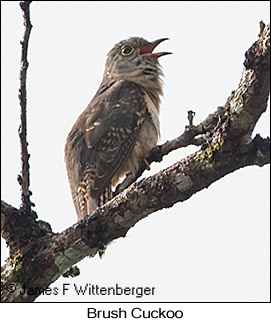 Brush Cuckoo - © James F Wittenberger and Exotic Birding LLC