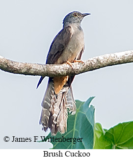 Brush Cuckoo - © James F Wittenberger and Exotic Birding LLC