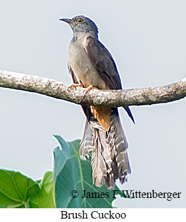 Brush Cuckoo - © James F Wittenberger and Exotic Birding LLC